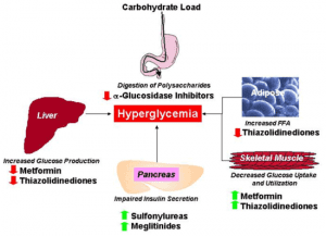 Meglitinides - Diabetic Live