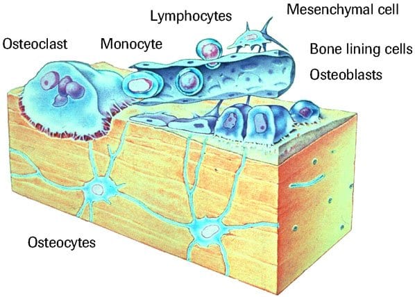 Bone cell. Bone Cells. Osteoclast Cells in real Bone. Bone Cell Mechanosensitivity.