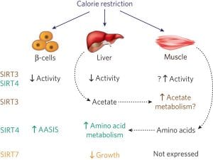 SIRT3 Gene Contributes to Development of Metabolic Syndrome